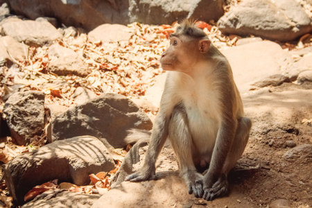 Sea sunset sun nature animal landscape travel vacationの写真素材