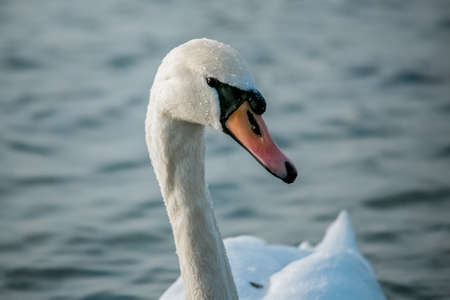 Birds swans sea gulls birds nature tripの写真素材