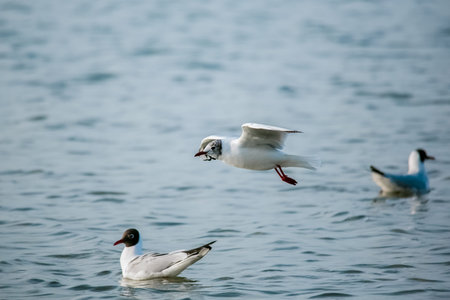 Birds swans sea gulls birds nature trip