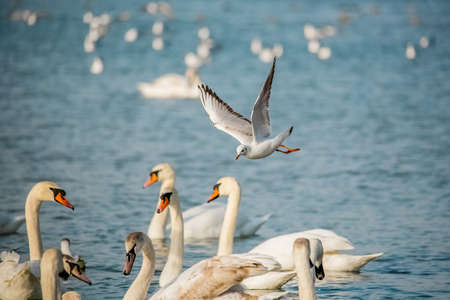 Birds swans sea gulls birds nature tripの写真素材