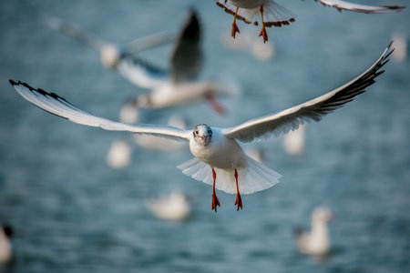 Birds swans sea gulls birds nature trip