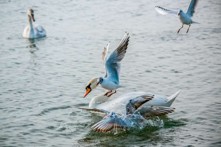 Birds swans sea gulls birds nature tripの写真素材