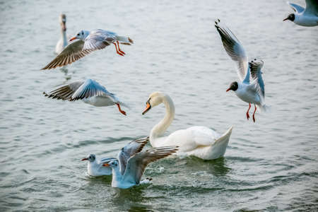 Birds swans sea gulls birds nature tripの写真素材