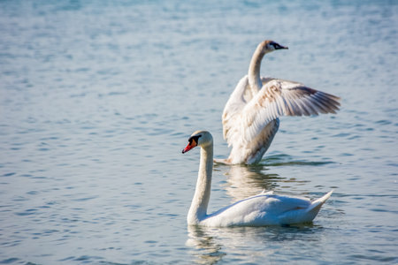 swan waterfowl seagull sea bird fly nature travel horizon