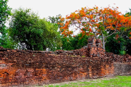 Head of Buddha statue in the tree roots at Wat Mahathat temple, Ayutthaya, Thailandの写真素材