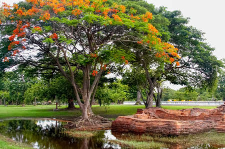 Head of Buddha statue in the tree roots at Wat Mahathat temple, Ayutthaya, Thailandの写真素材