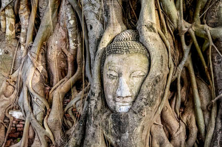 Head of Buddha statue in the tree roots at Wat Mahathat temple, Ayutthaya, Thailandの写真素材