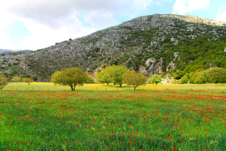 Beautiful meadowの写真素材