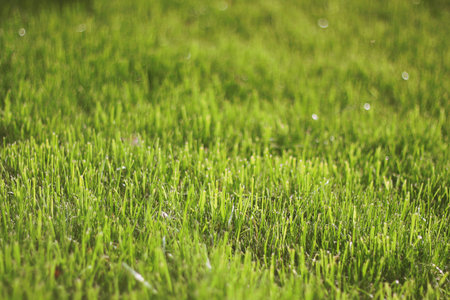 Green grass background