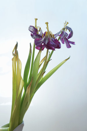 lilac flower in a white vase wiltedの写真素材
