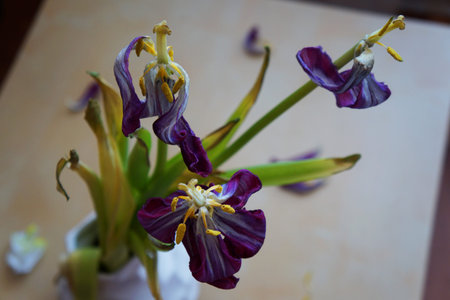 lilac flower in a white vase wiltedの写真素材