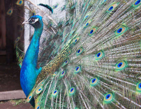 the arrogant royal peacock swelled its huge tailの写真素材