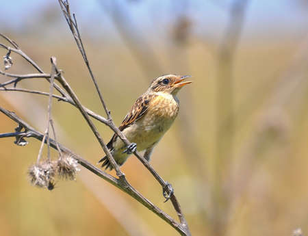 Saxicola rubetra. A little bird sitting on a dry branch.の写真素材