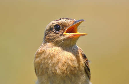 Saxicola rubetra. Chick sits with an open beak close-up.の写真素材