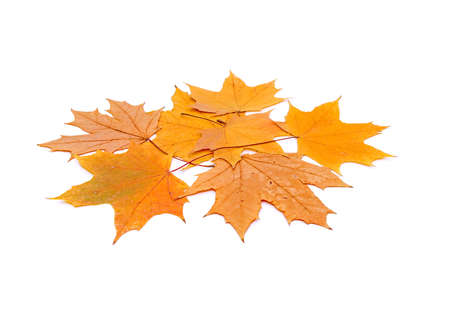 Yellow maple leaves on white background close-ups. Isolation.の写真素材