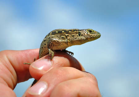 small lizard in a human hand against the blue skyの写真素材