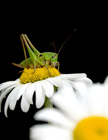 Grasshopper sitting on a flower daisies on black background close upの写真素材