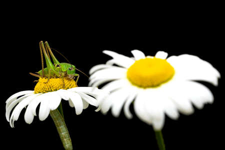 Grasshopper on a flower daisies on black background close upの写真素材