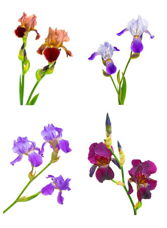 iris flowers of different colors and shapes on a white background. collageの写真素材