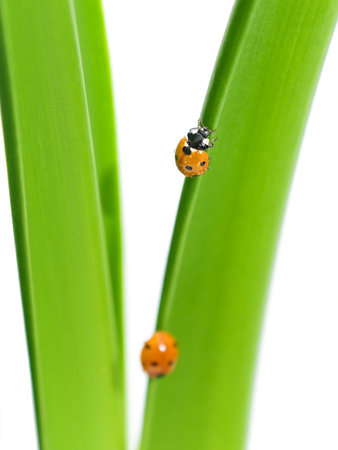 ladybug closeup of dew drops sitting on a green leaf on white backgroundの写真素材
