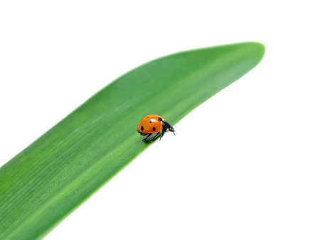 ladybug sits on a green leaf closeup on white backgroundの写真素材