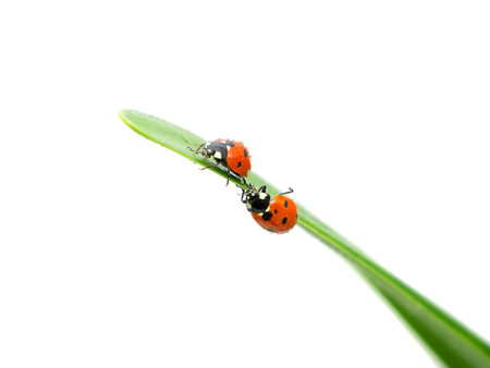 two ladybugs sitting on the edge of the green leaf closeup on white backgroundの写真素材