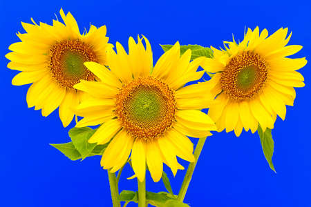 a bouquet of three sunflowers closeup on blue backgroundの写真素材