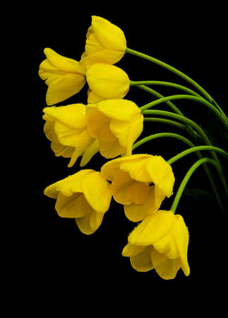 Yellow tulips with drops of dew on a black backgroundの写真素材