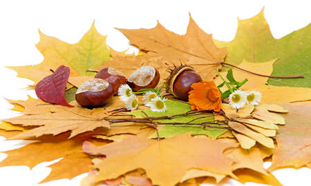 autumn still life with chestnuts, maple leaves, chamomile and calendulaの写真素材