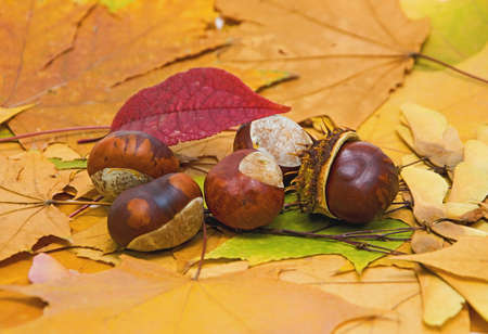 still life with chestnuts on autumn leavesの写真素材