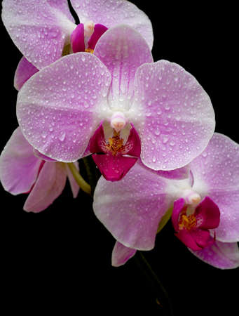 Pink Orchid in drops of dew closeup on black backgroundの写真素材