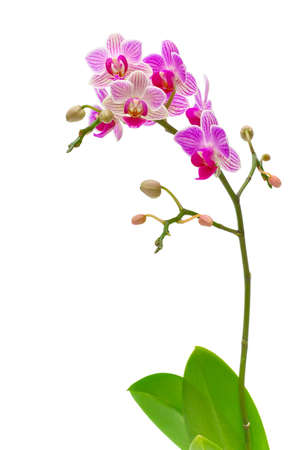 Beautiful blooming orchid branch (Phalaenopsis) on a white backgroundの写真素材