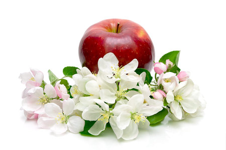 ripe red apple and apple flowers on a white background close-upの写真素材
