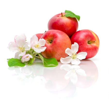 apple flowers and ripe red apples on a white background close-up of the reflectionの写真素材