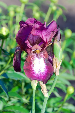 beautiful blooming iris dark purple color close-up
