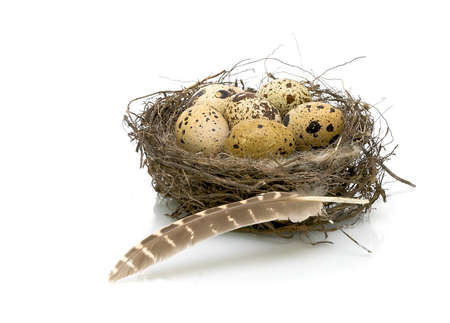 quail eggs in the nest and quail feather isolated on white close-upの写真素材