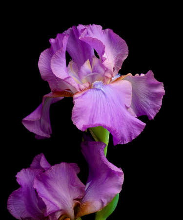 very beautiful blooming iris, isolated on black background close upの写真素材