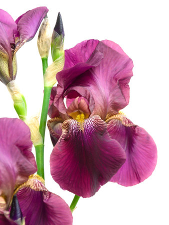 beautiful purple iris blooming closeup on white backgroundの写真素材