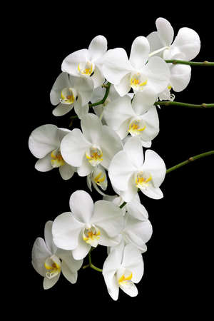 most flourishing branch of white Phalaenopsis orchids isolated on black background close upの写真素材