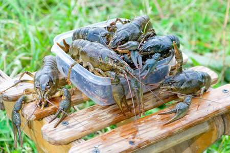 a bunch of live crayfish closeupの写真素材