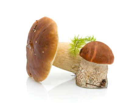 fresh mushrooms (Boletus edulis and Letstsinum) on a white background close-upの写真素材