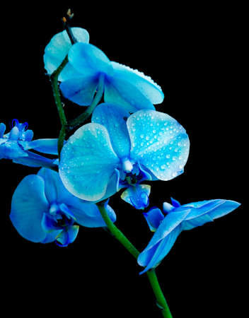Blue Orchid in drops of dew on a black background closeupの写真素材