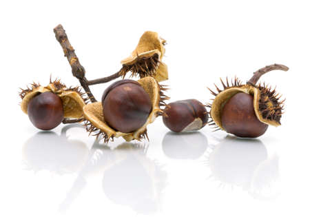 four mature chestnut close-up isolated on white background with reflectionの写真素材