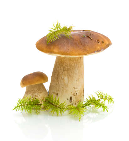 mushrooms and moss on a white background with reflection closeupの写真素材