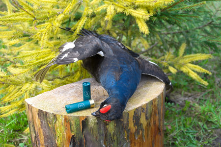 hunting trophy. black grouse and ammunition for hunting rifles