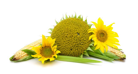 flowers sunflower and corn on the cob isolated on white background. horizontal photo.の写真素材