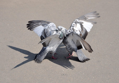 two loving doves  horizontal photo の写真素材