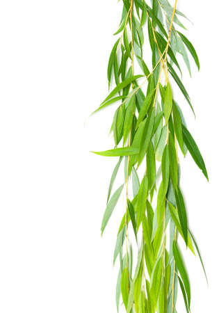 willow branches with leaves isolated on a white background.の写真素材