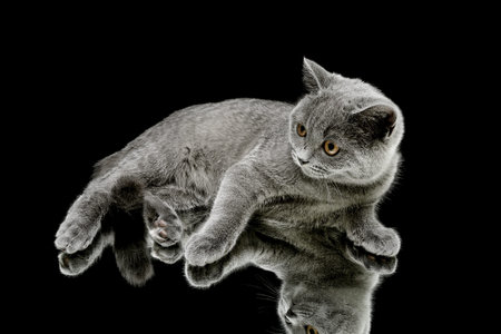 kitten (breed Scottish Straight) on black background. horizontal photo.の写真素材