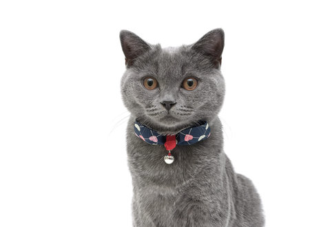 kitten (breed Scottish Straight) closeup on a white background. horizontal photo.の写真素材
